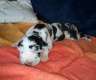 Gefleckte Deutsche Doggen Welpen